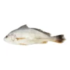 Croaker Fish_1LB