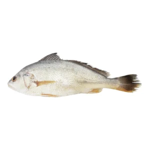 Croaker Fish_1LB
