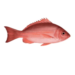 Red Sniper Fish_1LB