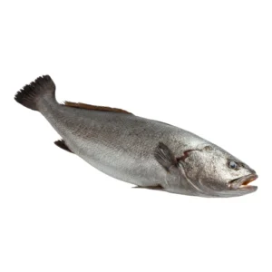 Corvina Fish_Carton