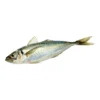 Mackerel Horse Fish_1LB