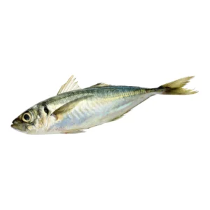 Mackerel Horse Fish_1LB