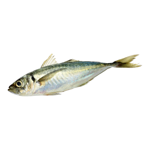 Mackerel Horse Fish_1LB