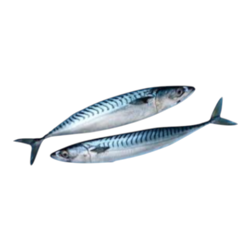 Mackerel_1LB