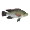 Tilapia Fish_1LB