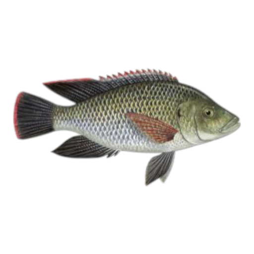 Tilapia Fish_1LB